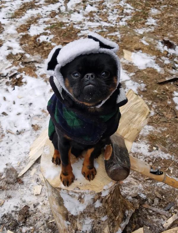 /Images/uploads/Minnesota Spay Neuter Assistance Program/MNSNAP/entries/9399thumb.jpg